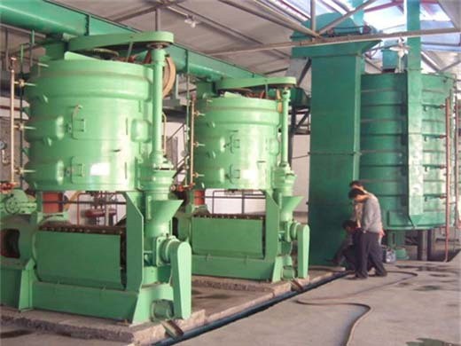 dingsheng 6yl-165 screw oil press machine cold press oil in Baghdad