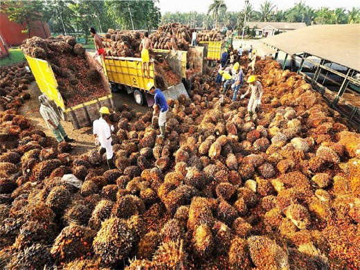 oil palm fruit press machine in peru