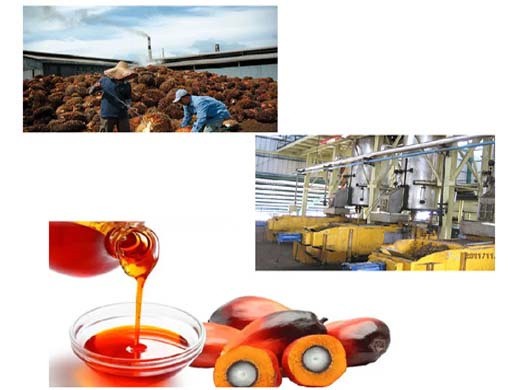 why nigeria should reclaim its position in palm oil production